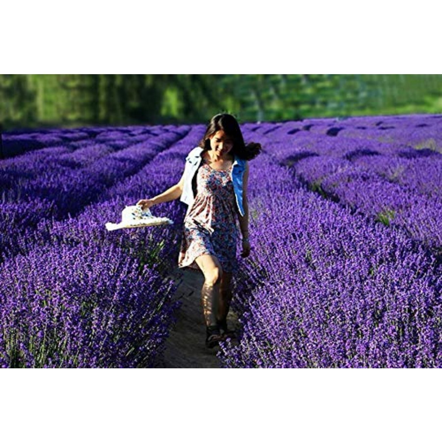 Lavender Sachet Bags, Natural  - Home Fragrance Flowers ulasan dan harga